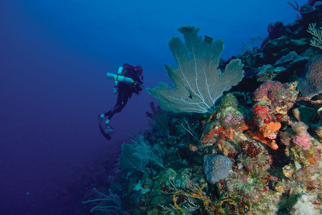 a scuba diver swims alongside a coral reef