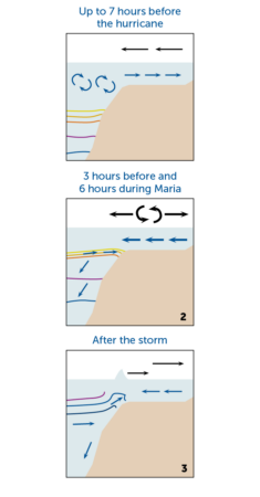 A three panel diagram shows how the flow of water shifted during Hurricane Maria. The first panel (up to 7 hours before Maria) shows water moving towards the shore and deep, cool water rising. The second panel (3 hours before and 6 hours during Maria) shows wind pushing the current out to sea and cooler water rising but not reaching the surface. The third panel (after the storm) shows wind reversing direction, the surface current relaxing, and cool water finally reaching the surface.