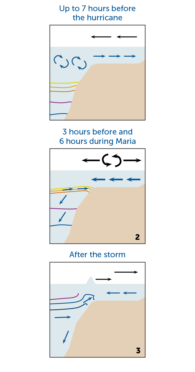 A three panel diagram shows how the flow of water shifted during Hurricane Maria. The first panel (up to 7 hours before Maria) shows water moving towards the shore and deep, cool water rising. The second panel (3 hours before and 6 hours during Maria) shows wind pushing the current out to sea and cooler water rising but not reaching the surface. The third panel (after the storm) shows wind reversing direction, the surface current relaxing, and cool water finally reaching the surface.