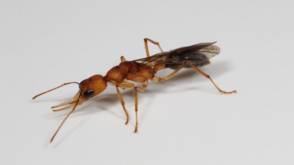 A queen Harpegnathos saltator ant on a gray backdrop