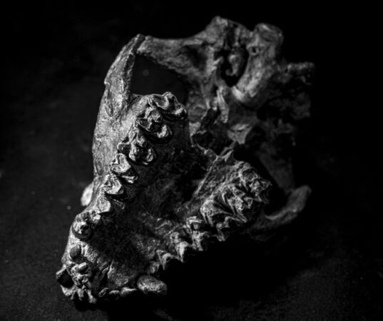 photo of a P. bathmodon skull taken from below, showing its teeth in focus