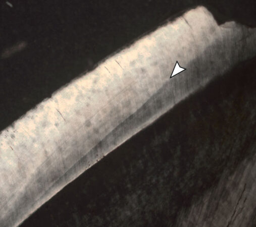 close-up image of the enamel layer in a P. bathmodon tooth with an arrow pointing to a dark line that's evidence of zinc enrichment