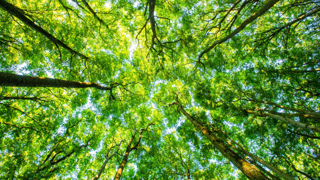 image of a tree canopy taken from below looking up