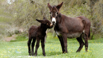 a mother and baby donkey with dark brown fur stand in a field with trees in the background