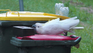 a sulphur-crested cockatoo on top of a trash can, pecking a brick that is weighing the lid down