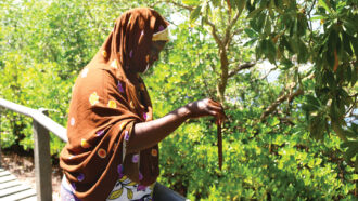 photo of Mwatime Hamadi holding propagule amid a mangrove ecosystem