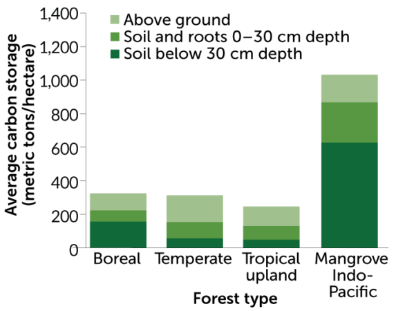 A bar chart shows carbon storage in various forest types (Boreal, Temperate, Tropical upland, and Mangrove Indo-Pacific) and the fraction of carbon stored above ground, soil and roots 0-30 cm depth, and soil below 30 cm depth. Mangrove Indo-Pacific stores the most carbon on average at around 1000 metric tons per hectare.