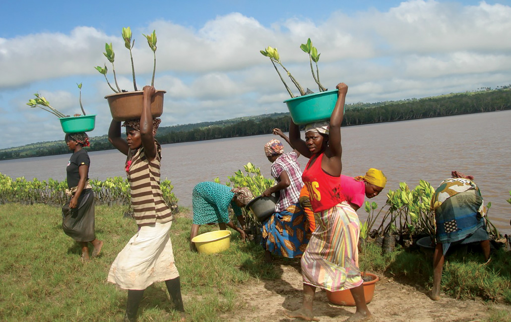 Las mujeres recolectan y transportan plántulas jóvenes de manglares en la orilla del estuario de Limpopo.