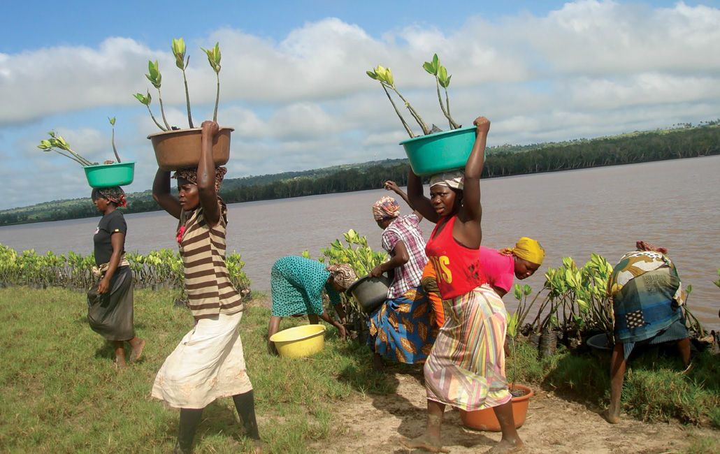 Las mujeres recolectan y transportan plntulas jvenes de manglares en la orilla del estuario de Limpopo.