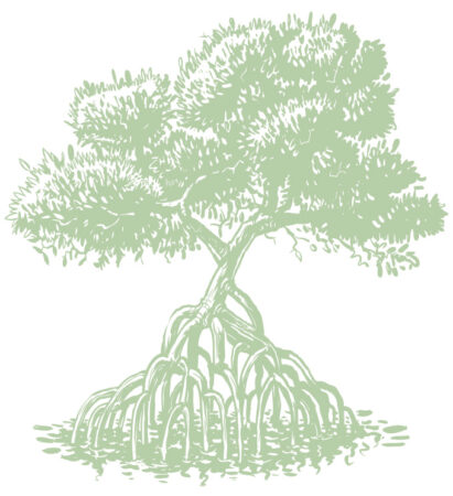 illustration of a mangrove tree in green