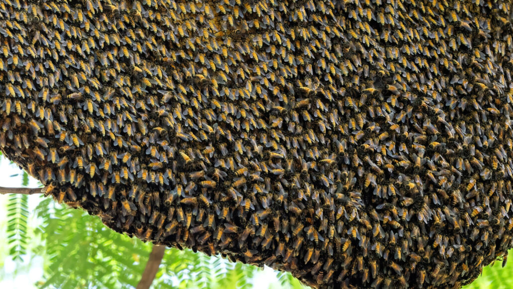 photo of giant honeybees packed close together in an open nest