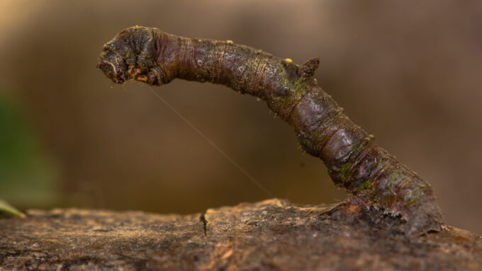 A brimstone moth caterpillar, extremely effectively camouflaged as a twig