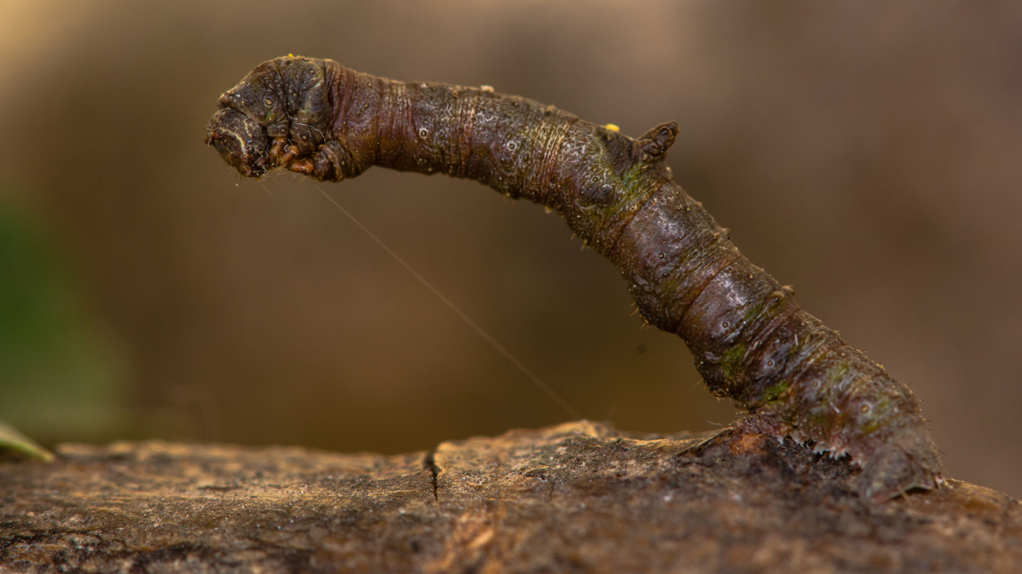 Not all camouflage is equal. Here are prey animals' best options Not all camouflage is equal. Here are prey animals' best options