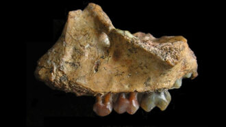 a fossilized ape jaw on a black background. The jaw has several discolored teeth
