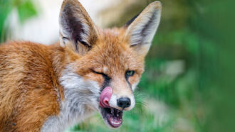 photo of a red fox licking its lips