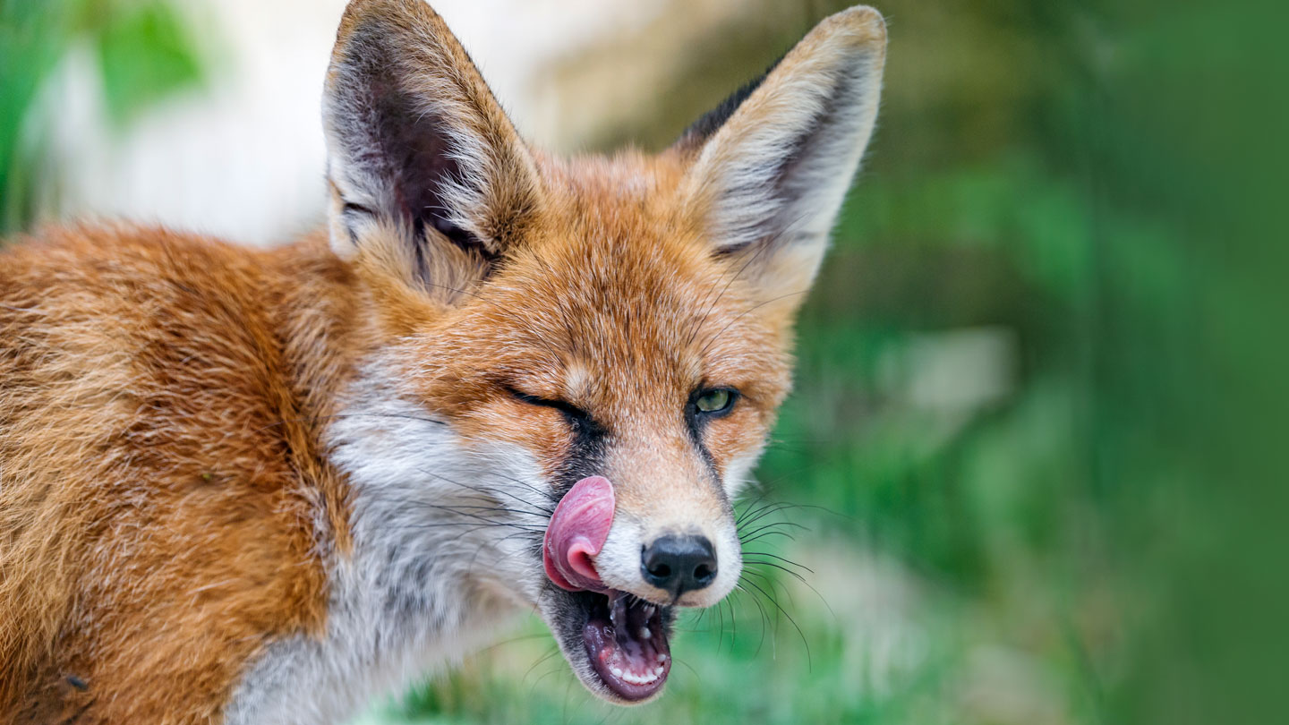 th firkant Opstå Video shows the first red fox known to fish for food