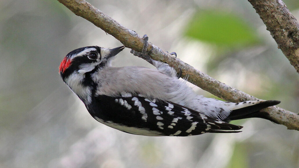 image of a downy woodpecker (gray body, black and white wings, and a red crest) pecking a tree
