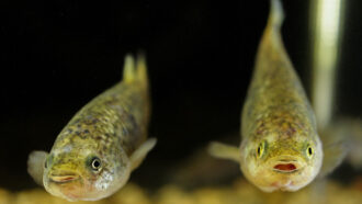 Two endangered Pahrump poolfish swim in an aquarium. The long-isolated desert fish have lost their fear of some dangers, experiments show.