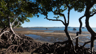 photo shows mangrove trees in the foreground and a beach with boats on the water in the background