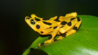 yellow and black Panamanian golden frog sitting on a leaf