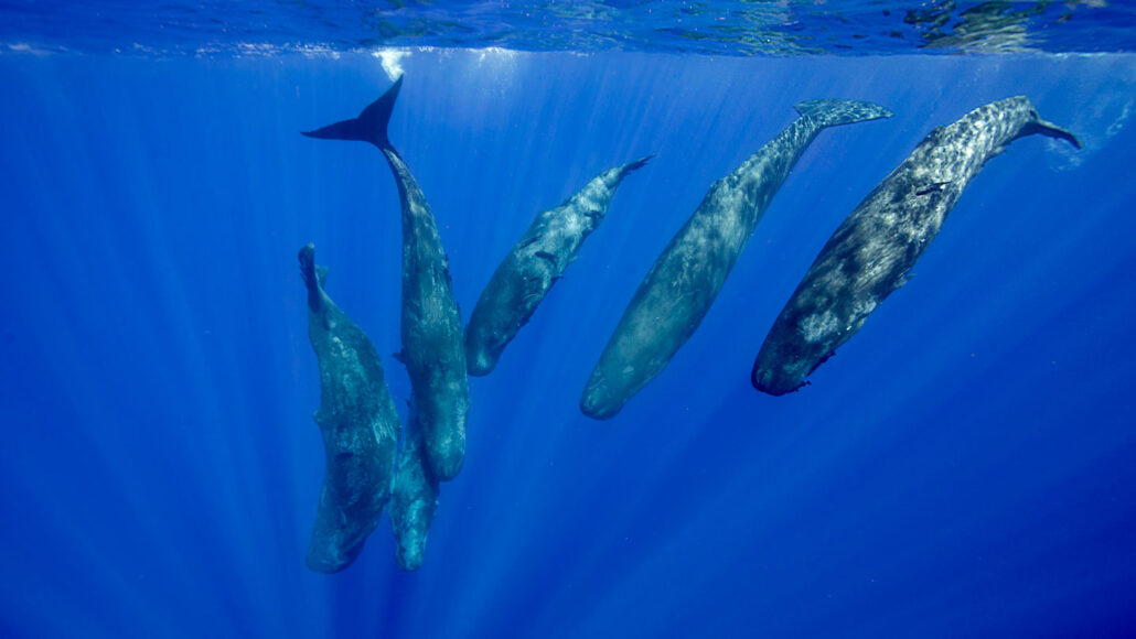 photo of six gray sperm whales diving down from the ocean surface
