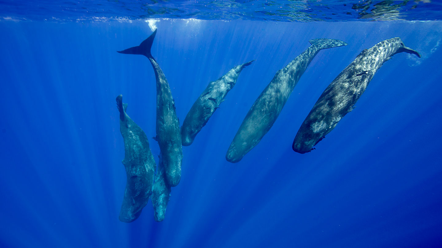Clumps of blood vessels protect dolphin and whale brains during dives |  Science News