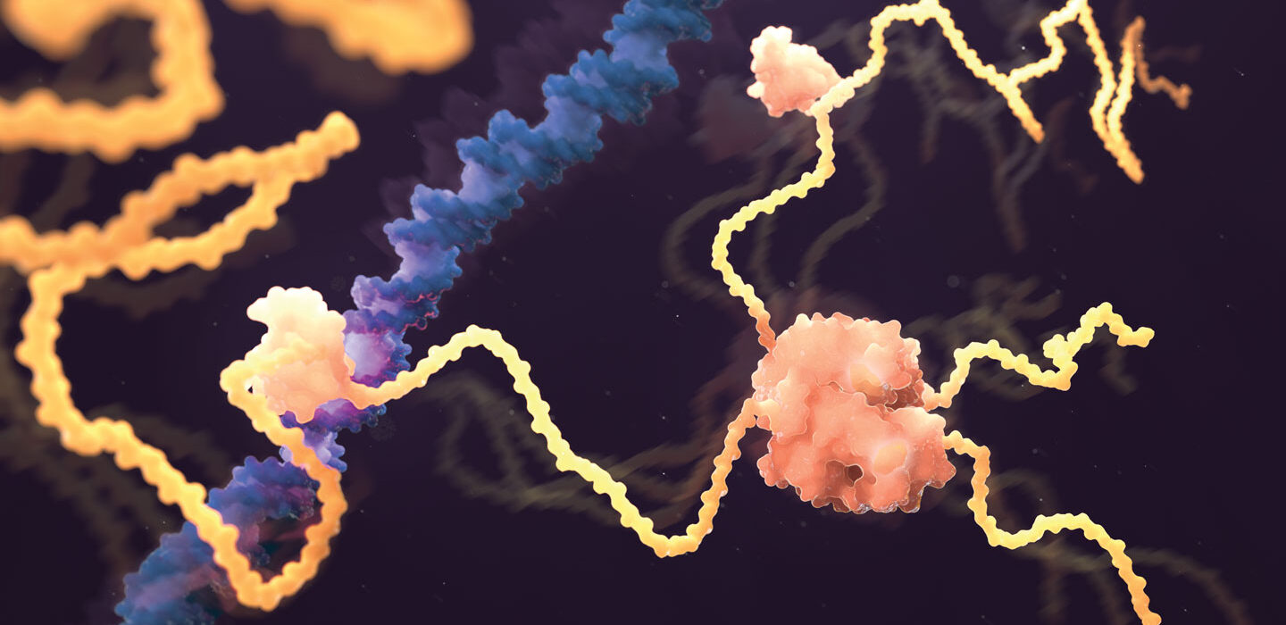 illustration of the AlphaFold predicted structure of the estrogen receptor protein, shown in pink and yellow binding to DNA in purple