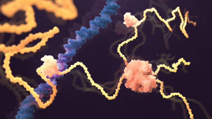 illustration of the AlphaFold predicted structure of the estrogen receptor protein, shown in pink and yellow binding to DNA in purple