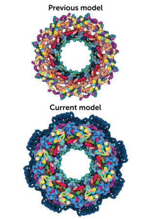 Illustration showing the previous model of the nuclear pore complex next to the current model, which appears to be significantly larger