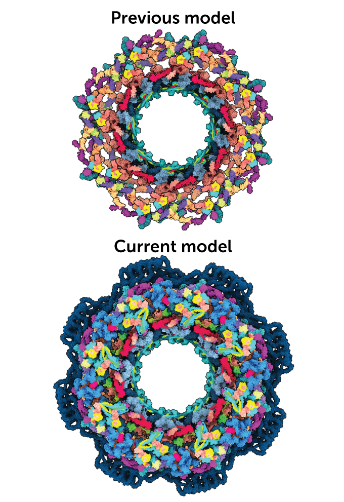 Illustration showing the previous model of the nuclear pore complex next to the current model, which appears to be significantly larger