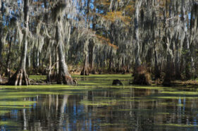 Photo of a swamp