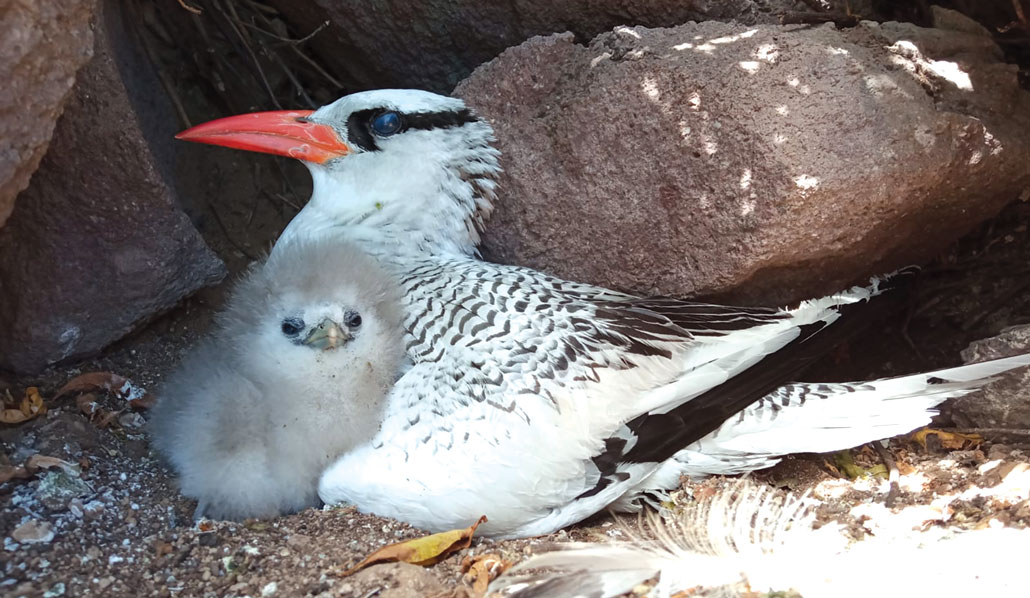 a red-billed tropicbird with its chick
