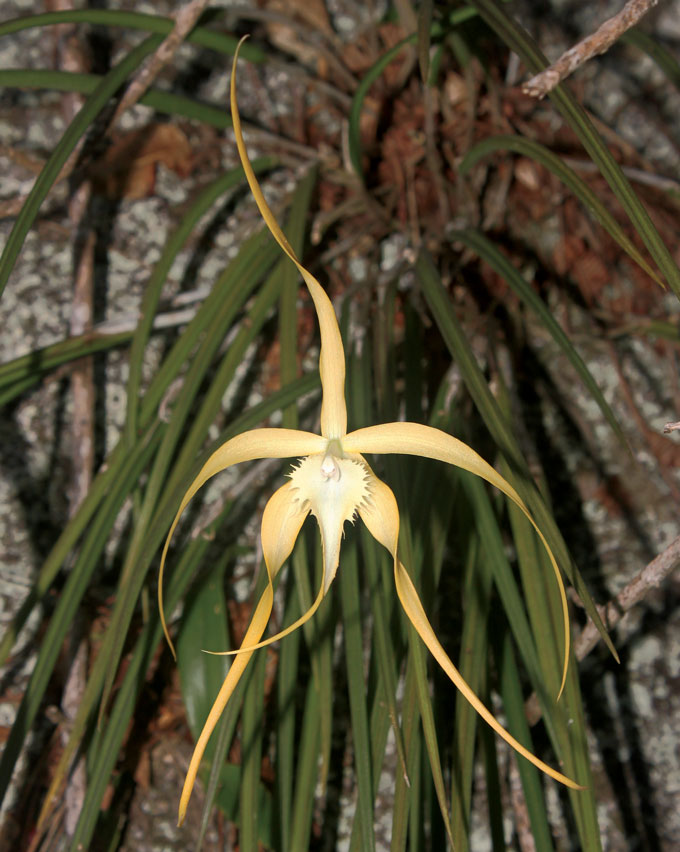 Fotografie de orhidee Brassavola cucullata