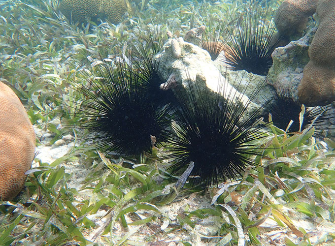 Healthy Diadema sea urchins are black with long spikes