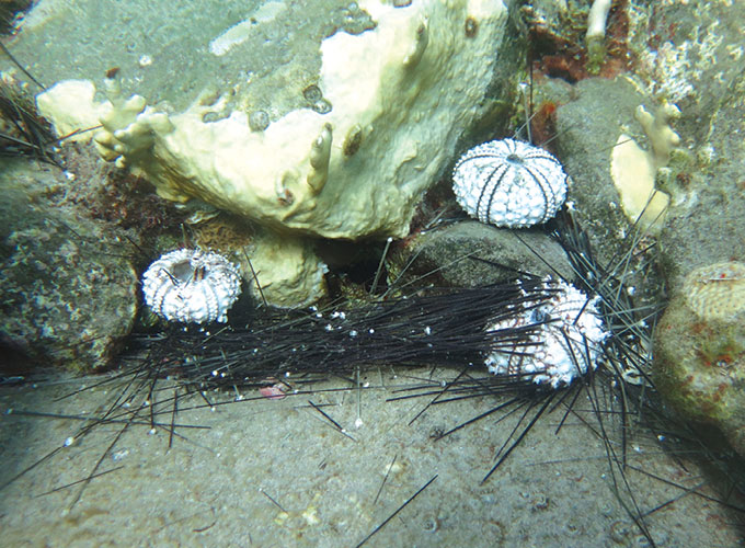 when Diadema urchins on Saba died, only their white skeletons and black spines remained.