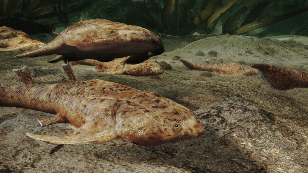 illustration of brown and tan Xiushanosteus mirabilis fish underwater
