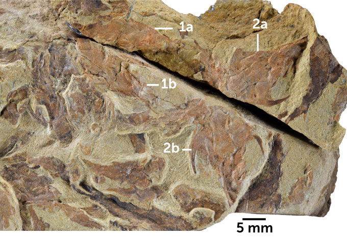 a rock slab containing fossils of an ancient shark and ray relative and an armored jawed fish with labels to indicate fossil locations