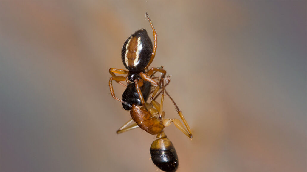 A banded sugar ant caught by an Australian ant-slayer spider