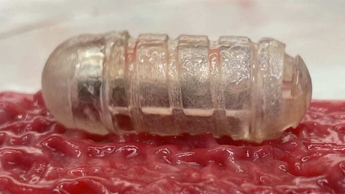 a robotic pill-like device sits on pig intestine