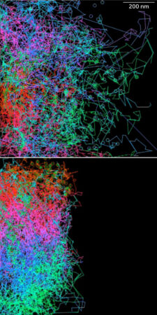Colored tracks show cell movement. 
