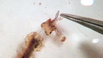 a mosquito larva lunging to eat a different mosquito, with tweezers shown to show the tiny size of the insects