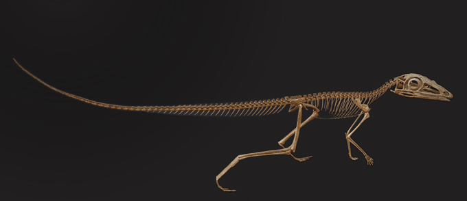 reconstruction of a skeleton of Scleromochlus taylori
