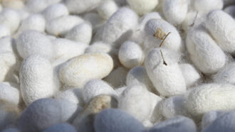 photo of silkworm cocoons