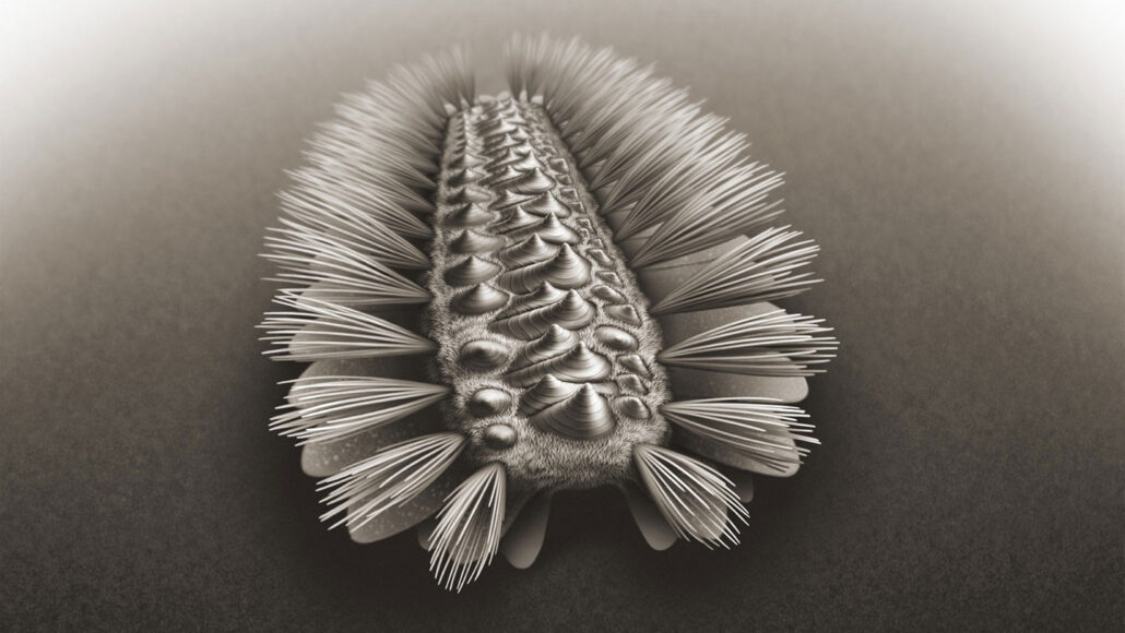 An illustration of the ancient armored worm Wufengella, with knobby spikes on its top and clumps of bristles on its side