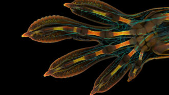 a microscopic image of a Madagascar giant day gecko hand, showing cyan-colored nerve cells amidst yellow and orange collagen, against a black backdrop