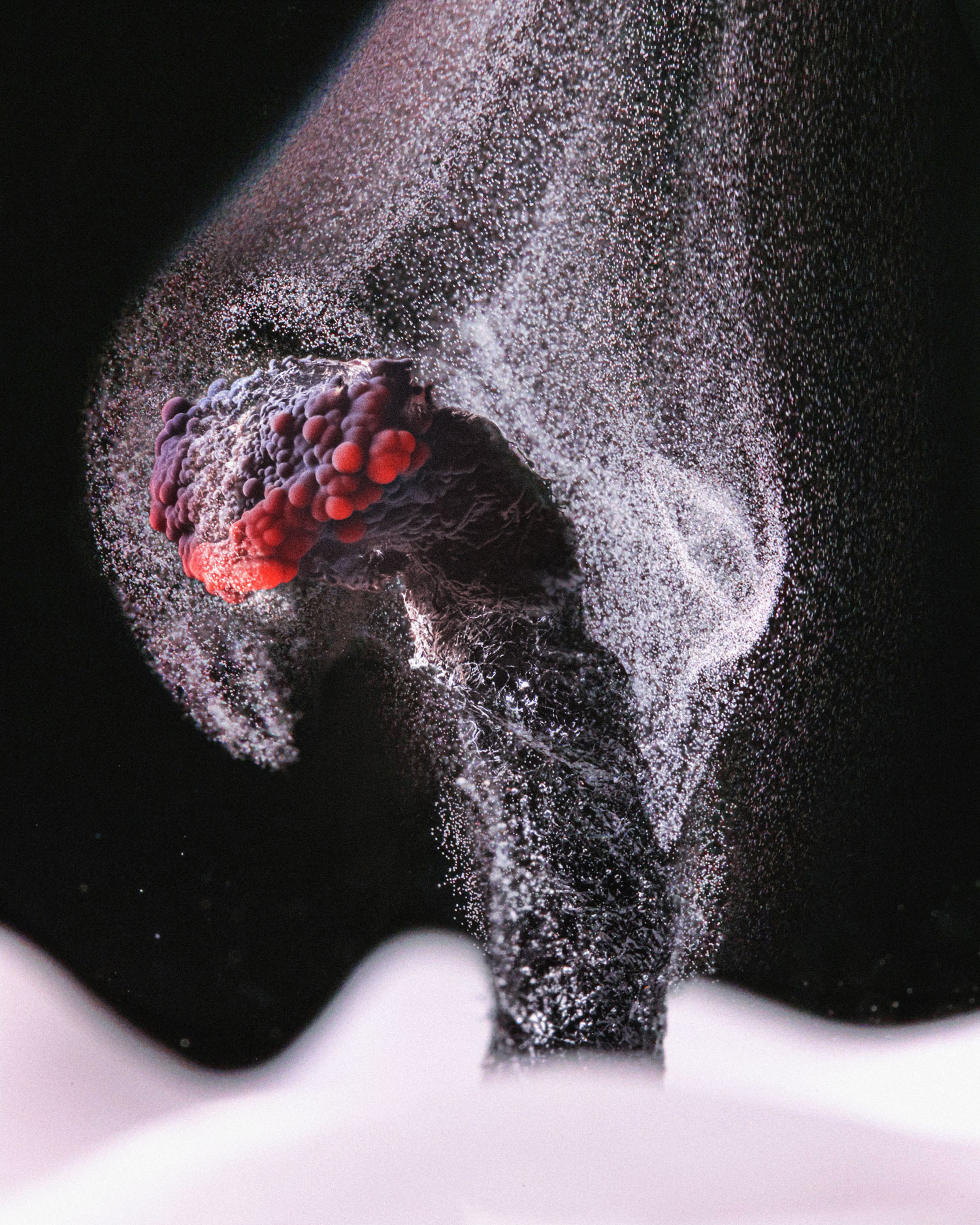 A glimpse inside a gecko’s hand won the 2022 Nikon Small World photo contest -A deadly predator 15 a 2.5 times magnified photo of unburned pieces of carbon drifting away in wisps from an extinguished candle