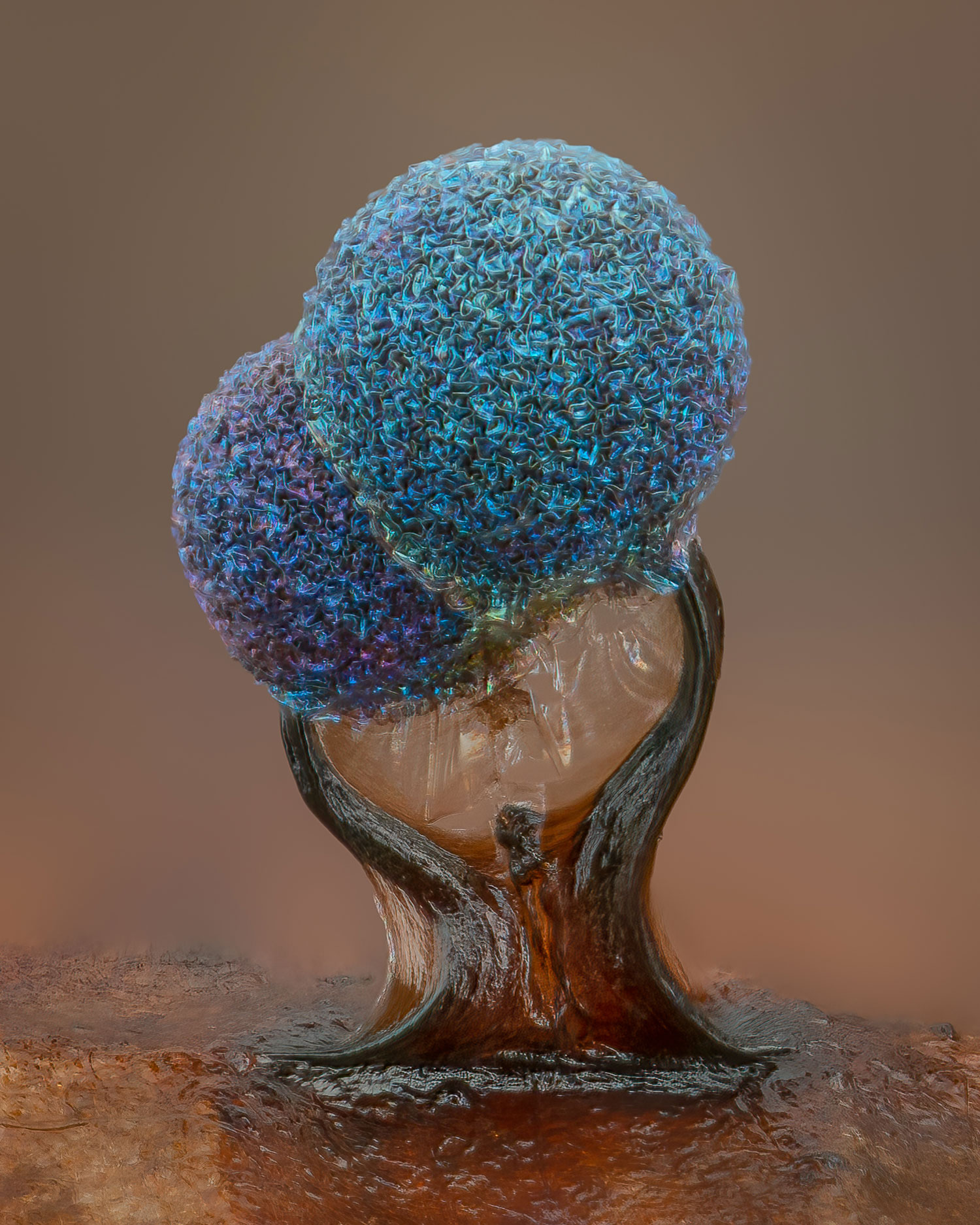 two bright blue balls that look like wrinkled pompoms, belonging to a slime mold, held aloft by what looks like a dark brown pedestal, magnified 10 times