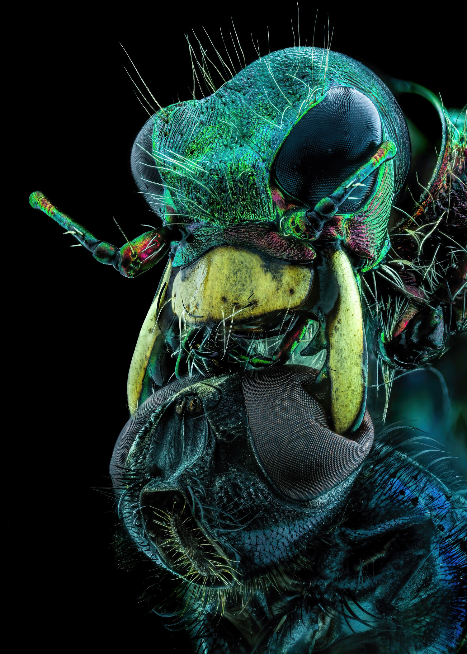 the face of a tiger beetle holding a fly under its chin.  The beetle is shown in bright greens and yellows, with huge dark eyes.