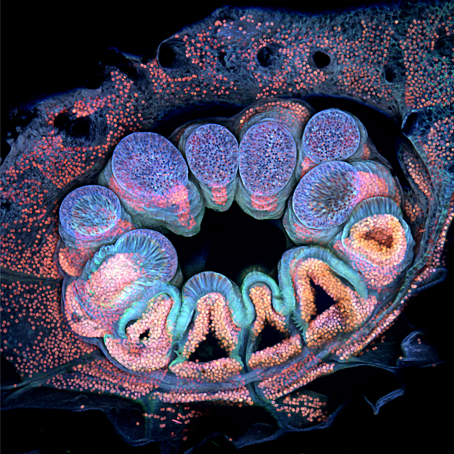 a coral polyp, shown fluorescing in blue, pink and purple, resembling a ring of teeth or similar structures, against a black backdrop
