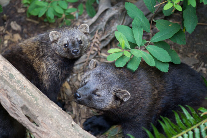 photo of two fishers perched on a log